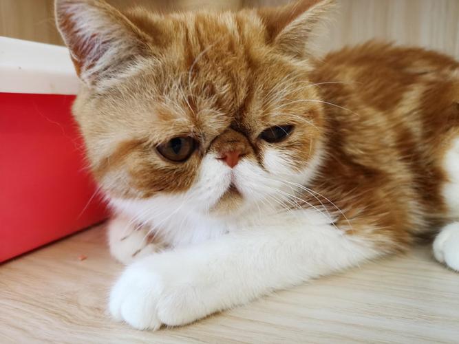 加菲猫理